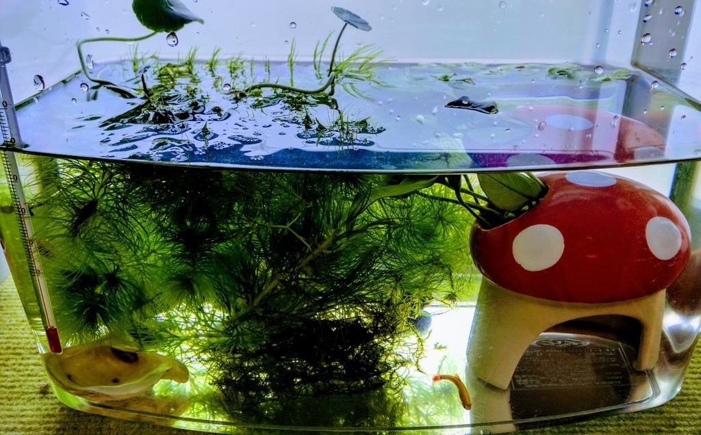 水槽 ろ過装置の改装とカキガラ Fish Paintings Diary