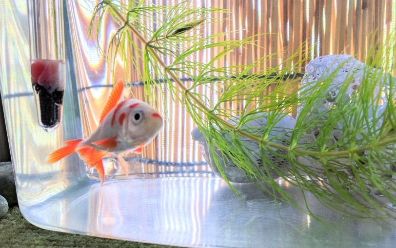 和金に再挑戦 金魚を 金魚鉢式でシンプルに Fish Paintings Diary 和金に再挑戦 金魚を 金魚鉢式でシンプルに Fish Paintings Diary