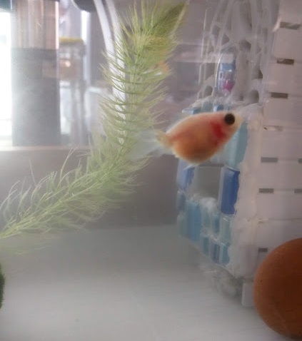 金魚 ピンポンパール転覆病対策 途中経過 Fish Paintings Diary
