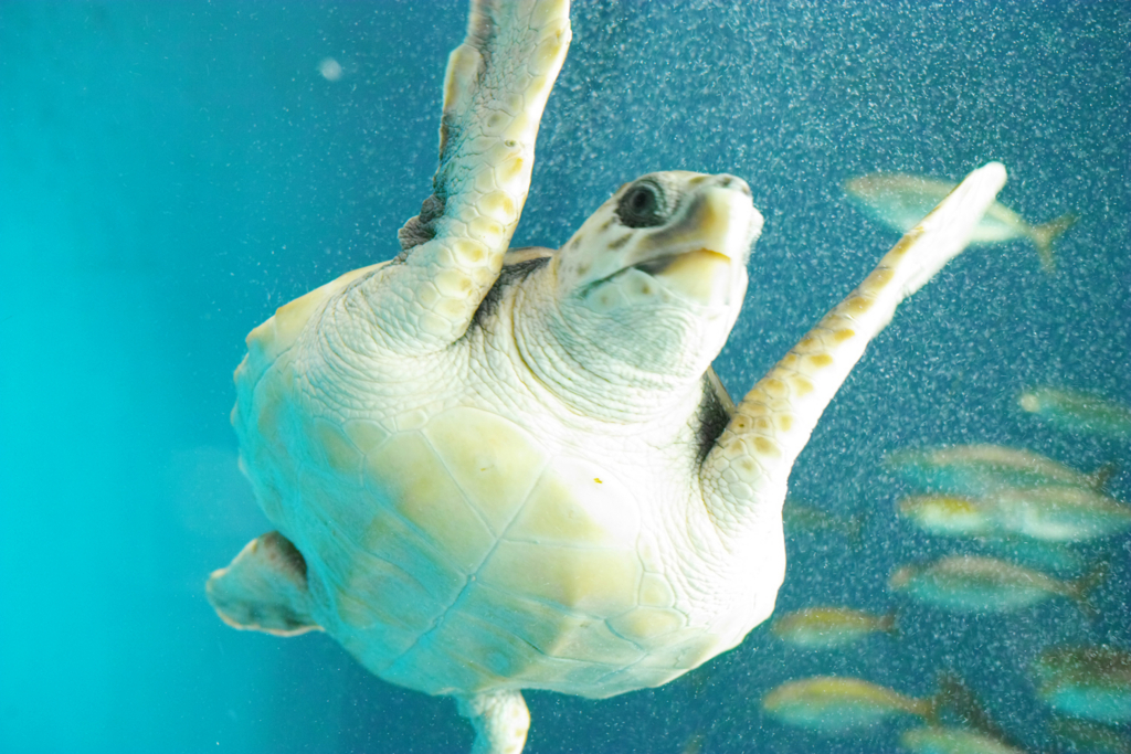 f:id:as-yokotsuka:20180503194655j:plain