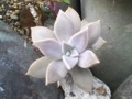 [plant][ベンケイソウ科]グラプトペタルム 朧月?