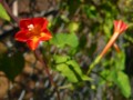 [plant][orange][ヒルガオ科]マルバルコウソウ