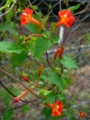 [plant][orange][ヒルガオ科]マルバルコウソウ(丸葉縷紅草)