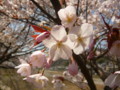 [plant][pink][バラ科]山桜