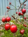 [plant][バラ科]ヒメリンゴの実