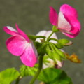 [plant][pink][フウロソウ科]ゼラニウム