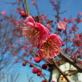 [plant][pink][バラ科][堺市]梅の花 堺市美原区にて