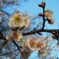 [plant][pink][バラ科][大阪府]富田林市にて 梅の花