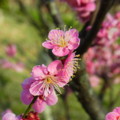 [plant][pink][バラ科][大阪府]ウメの花 錦織公園・梅の里にて