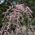 [plant][pink][バラ科][大阪府]道明寺天満宮のウメの花