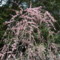 道明寺天満宮のウメの花