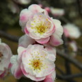 [plant][pink][バラ科][大阪府]道明寺天満宮のウメの花