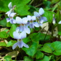 [plant][purple][スミレ科][奈良県]タチツボスミレ? 高市郡明日香村にて