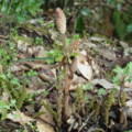 [plant][トクサ科]ツクシ(土筆, スギナ) 下市町才谷にて