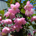 [plant][pink][バラ科]ハナカイドウ(花海棠)