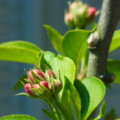 [plant][バラ科]ヒメリンゴの花の蕾