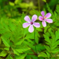 [plant][pink][フウロソウ科]オランダフウロ? 宇陀市にて