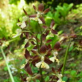 [plant][brown][ラン科]エビネ 御所市・高天山草園にて