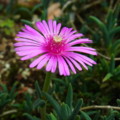 [plant][pink][ハマミズナ科]マツバギク