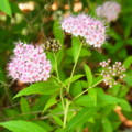 [plant][pink][バラ科]シモツケ 馬見丘陵公園にて