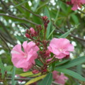 [plant][pink][キョウチクトウ科]キョウチクトウの花 馬見丘陵公園にて