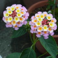 [plant][pink][クマツヅラ科]ランタナ