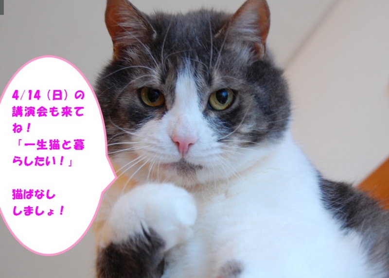 f:id:asa67kin:20130321002105j:image:w640
