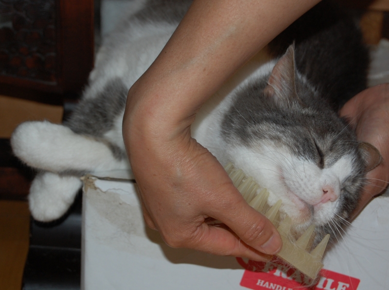f:id:asa67kin:20130701234059j:image