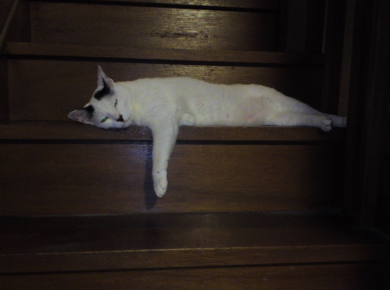 f:id:asa67kin:20130708111036j:image