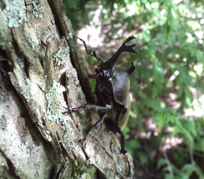 f:id:asa67kin:20130715001842j:image