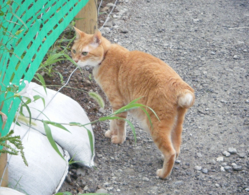 f:id:asa67kin:20130726221928j:image:w360
