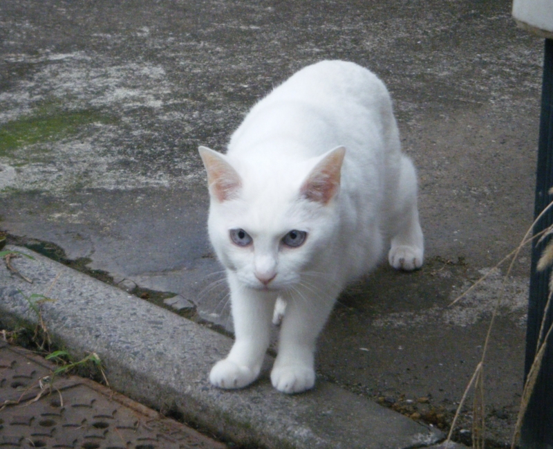 f:id:asa67kin:20130726221935j:image:w360