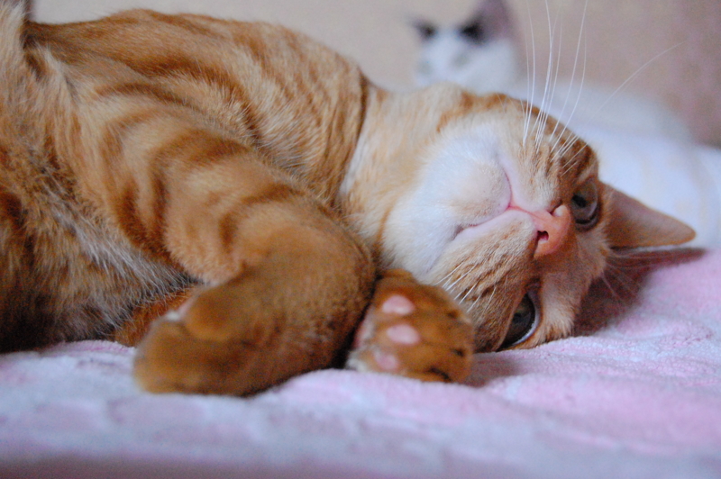 f:id:asa67kin:20130729225034j:image