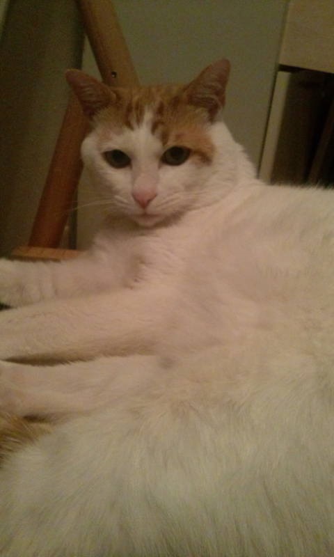 f:id:asa67kin:20130731002824j:image:w360