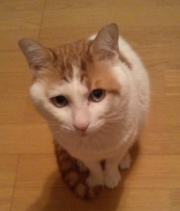 f:id:asa67kin:20130731002825j:image