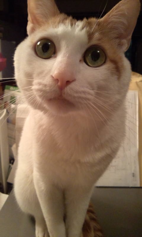 f:id:asa67kin:20130731002826j:image:w360