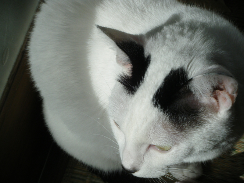 f:id:asa67kin:20131002101739j:image