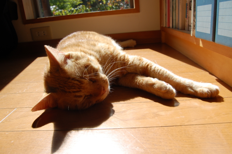 f:id:asa67kin:20131003183527j:image