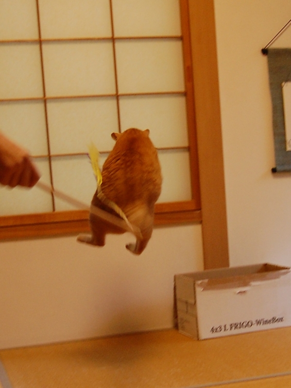 f:id:asa67kin:20131020153939j:image f:id:asa67kin:20131020153939j:image