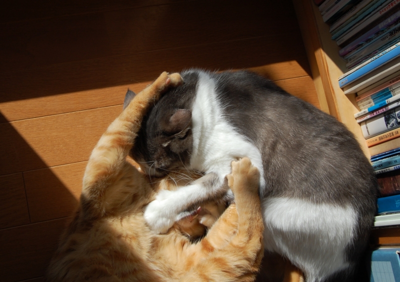 f:id:asa67kin:20131022092859j:image