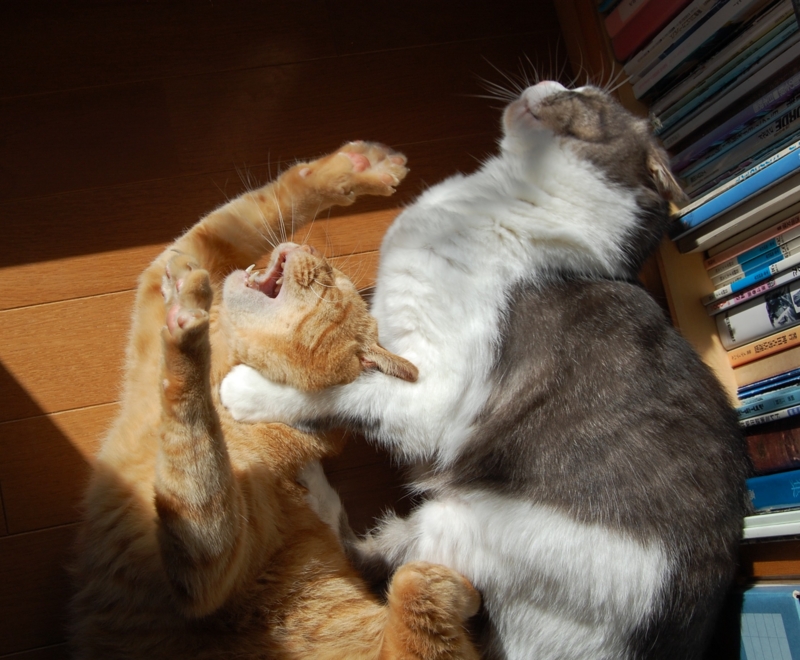 f:id:asa67kin:20131022092906j:image