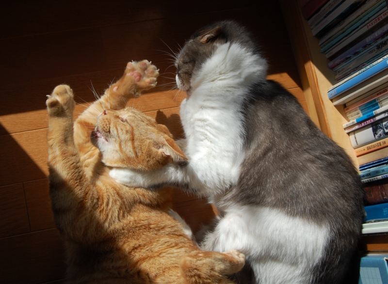 f:id:asa67kin:20131022092910j:image