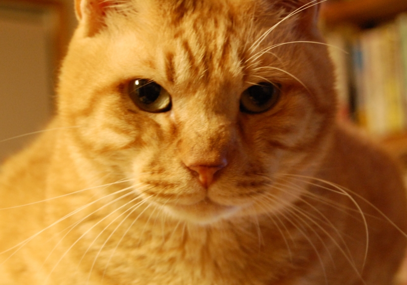 f:id:asa67kin:20131030091126j:image