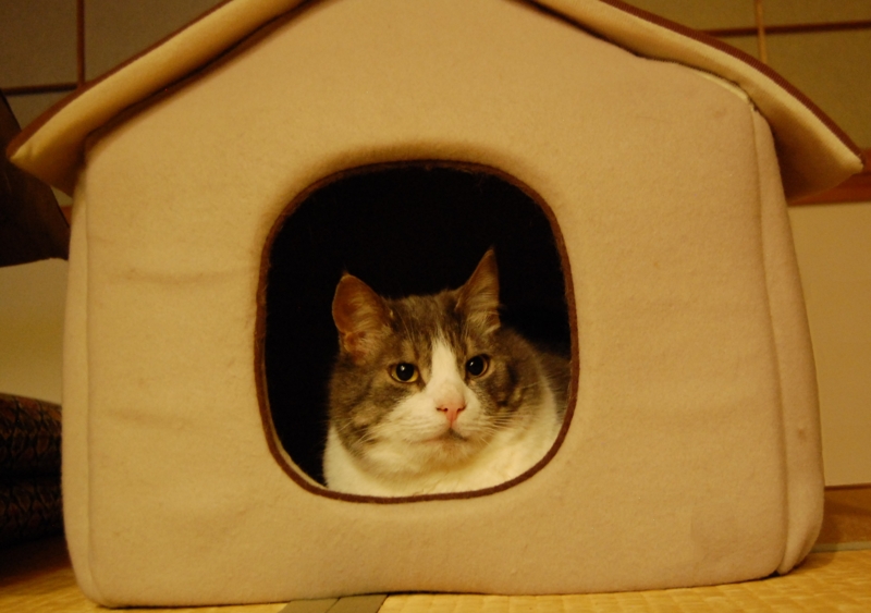 f:id:asa67kin:20140331165856j:image:w640