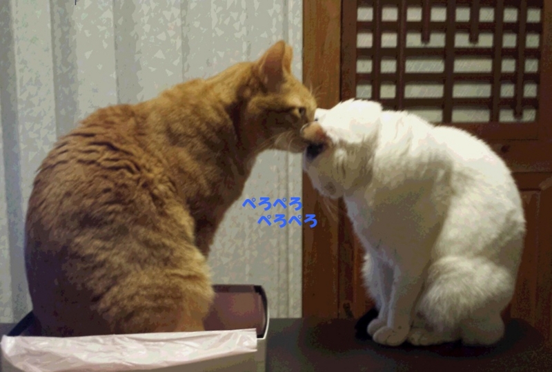 f:id:asa67kin:20140405004826j:image:w640