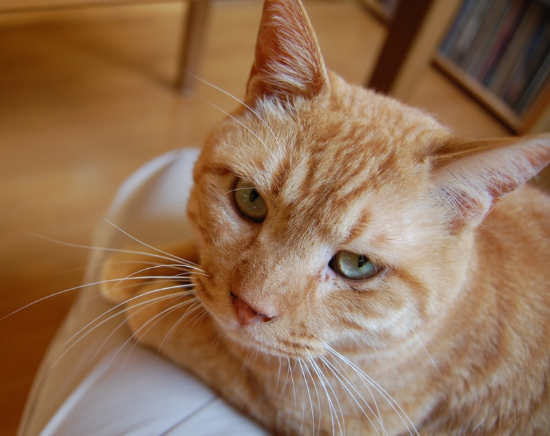f:id:asa67kin:20140701162944j:image:w640