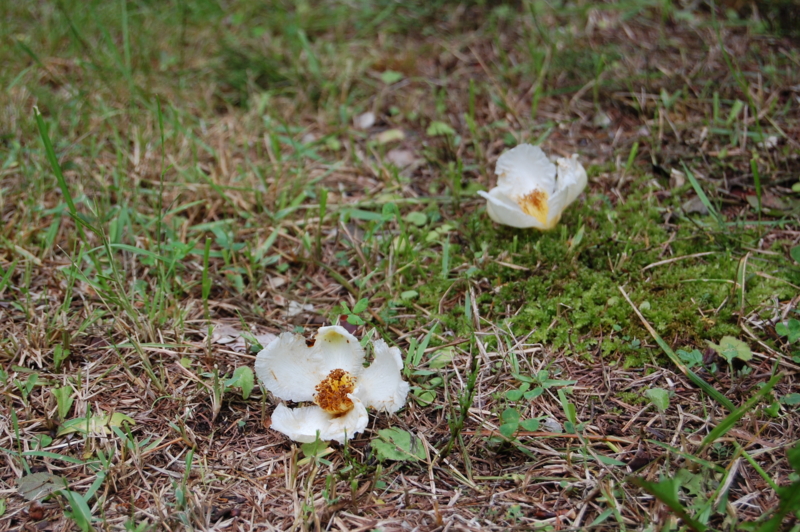 f:id:asa67kin:20140710114511j:image:w640