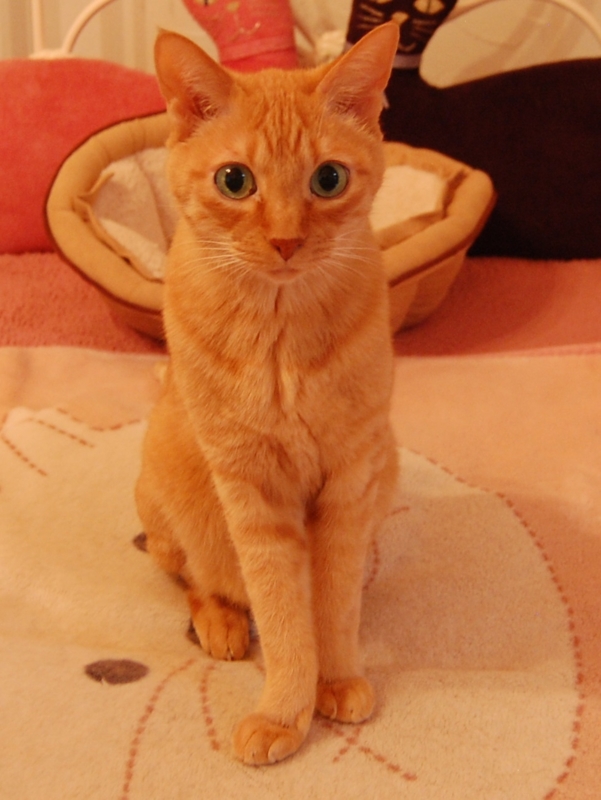f:id:asa67kin:20140714135253j:image:w420