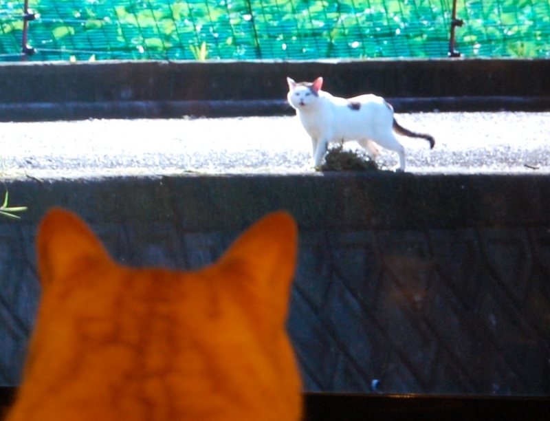 f:id:asa67kin:20140716005504j:image:w640