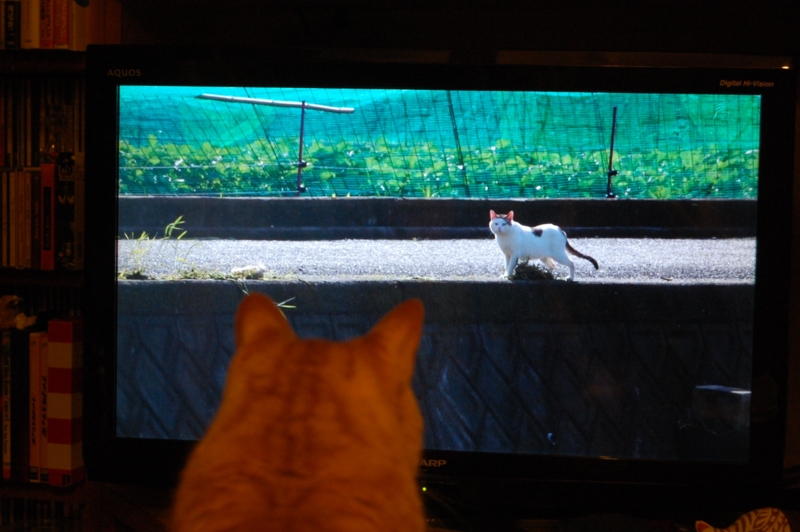 f:id:asa67kin:20140716005507j:image:w640